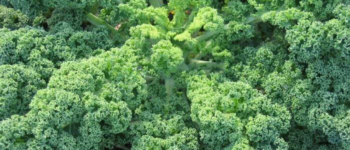 Kale.