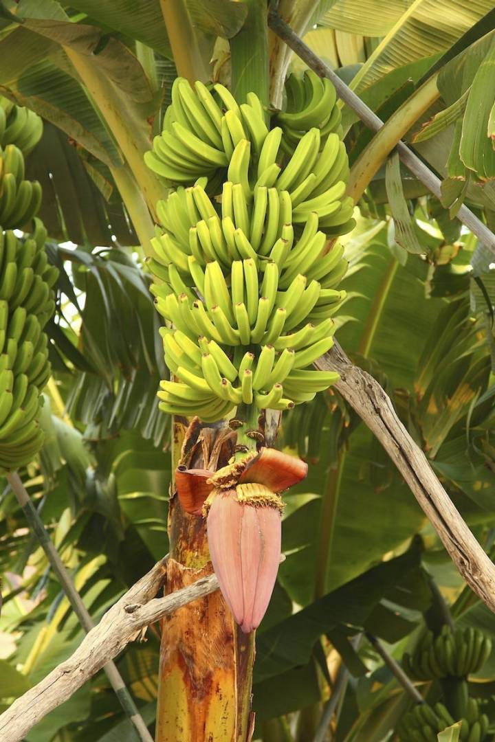 Plátano de Canarias.