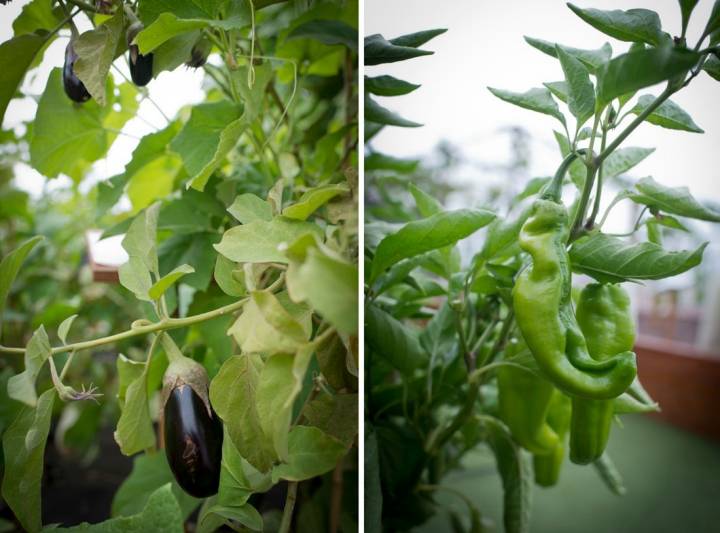 Las berenjenas y los pimientos que se cultivan en el huerto de la azotea del Wellington