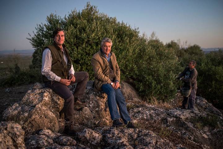 Luis estudió Económicas y Paco, Arquitectura; hoy son dos enamorados del olivar y del acebuche.