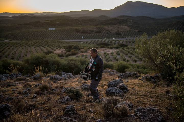 Con los primeros rayos del sol arranca la jornada de recogida en las faldas de Sierra Mágina.