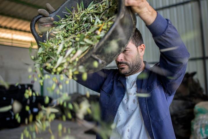 Las acebuchinas se avientan en un almacén de la almazara para separar hojas y ramas del fruto.