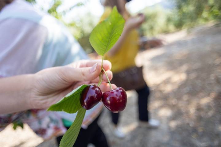 Cerezas oscuras Jaén