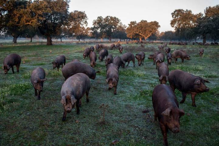 Los cerdos ibéricos campan a sus anchas en la dehesa.