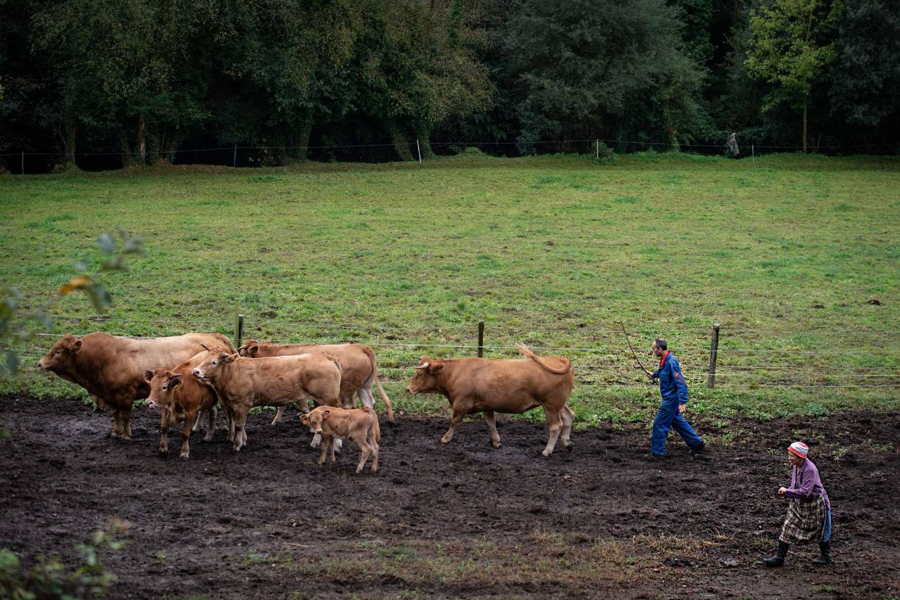 Cómo reconocer la auténtica carne de ternera gallega