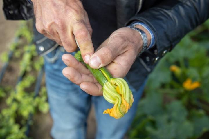 calabain en flor cultivo desterrado