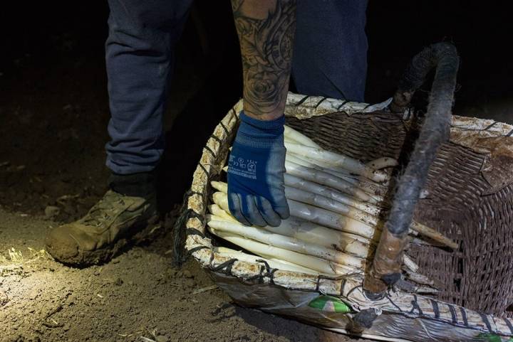 Los espárragos se recogen en cestas de mimbre.