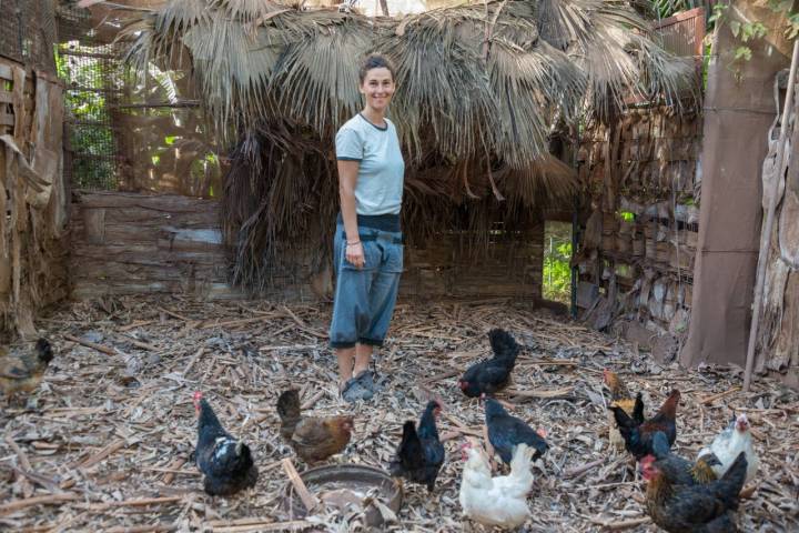 En 'Las Musas', las gallinas se comen el picudo, un insecto muy dañino para las plataneras.