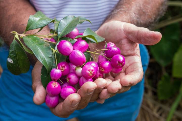 No solo crecen plátanos en el suelo de 'La Calabacera'.