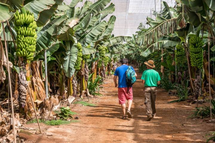 Adolfo explica cómo llegó a basar su vida en el cultivo del plátano.