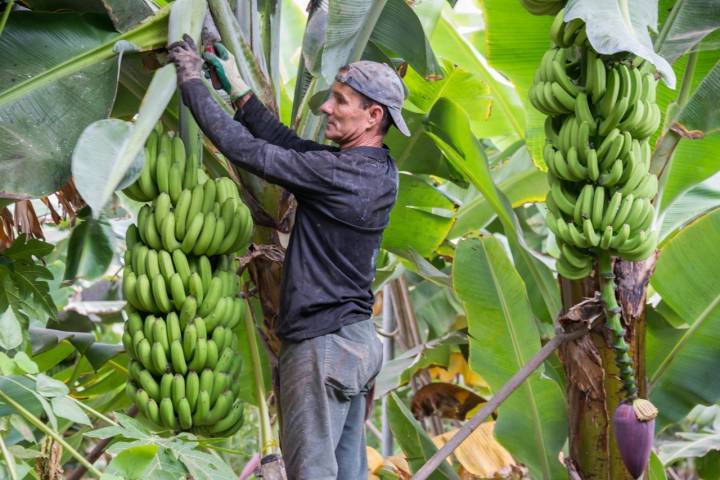 'Las Musas', finca tradicional convertida en cultivo ecológico.