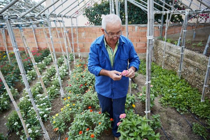 Este año, quieren plantar siete y ocho variedades nuevas.