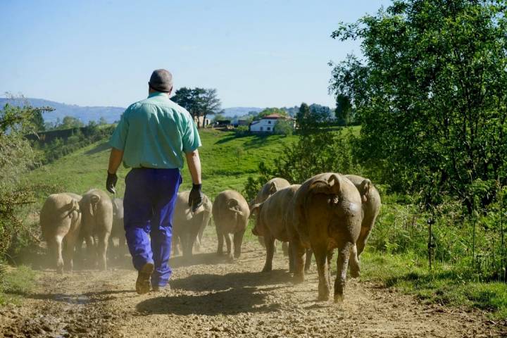 José Manuel y su piara de Monte.