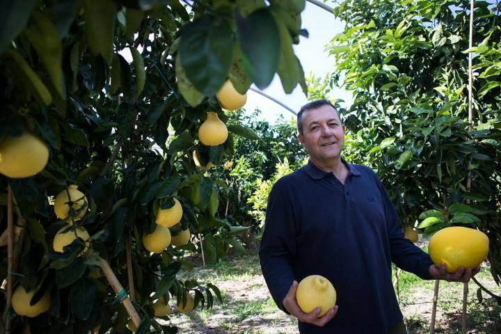 Vicent Todolí, dueño del huerto, muestra dos variedades de fruta