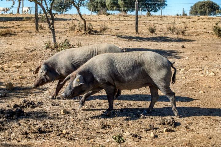 Los que aparecen en las fotos son de bellota, nacidos en junio de 2016 y alcanzarán un peso de entre 80 y 90 kg.