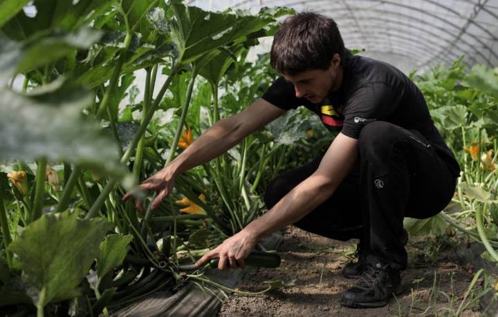 Más de una veintena de personas se encargan de que cada planta reciba sus cuidados.