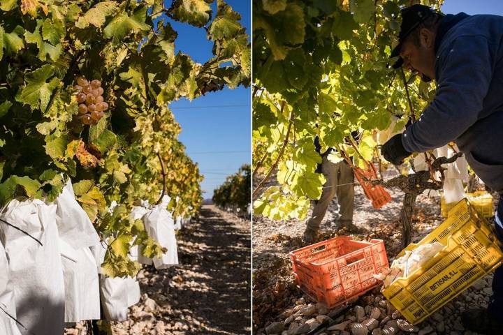 El paisaje aparentemente inhóspito del Valle de Vinalopó esconde vida y vides.