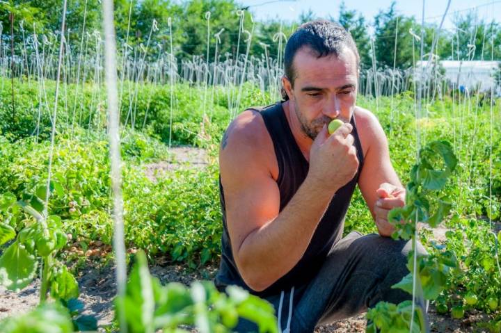 Si nos enchilamos, el tomatillo es de gran ayuda para aliviar el picor. Foto: Beto Troconis.