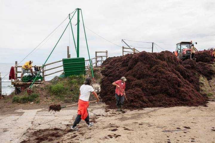 La recolección del alga roja no da tregua.