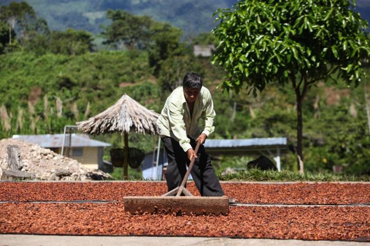 Secaderos de habas de cacao en Perú