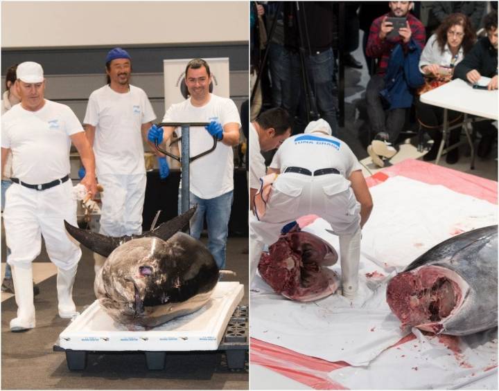 El atún rondaba los 260 kg y fue diseccionado delante del público vitoriano. Foto cedida.