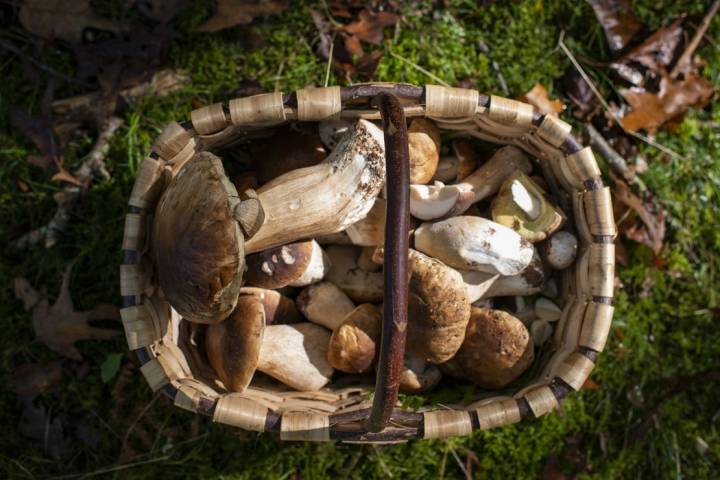 cesta boletus setas goizueta