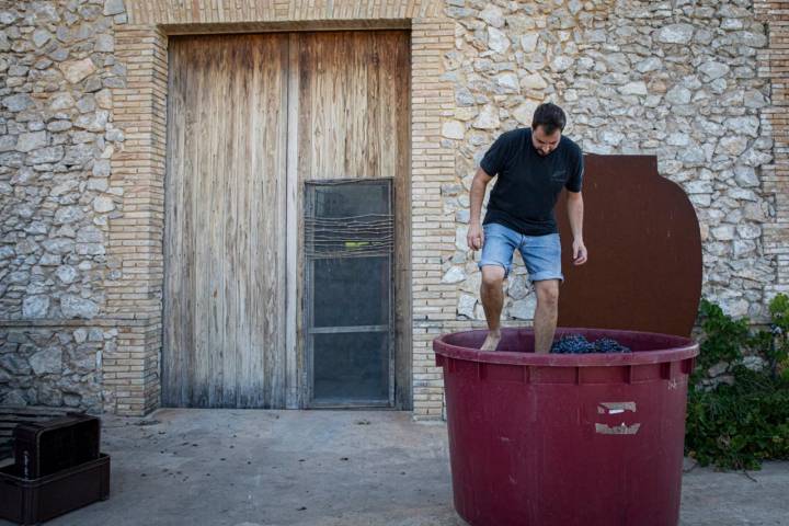 paco senís pisando uva celler roure