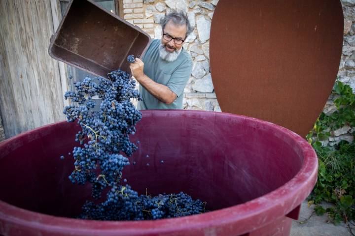 Paco Calatayud volcando la uva para ser pisada.