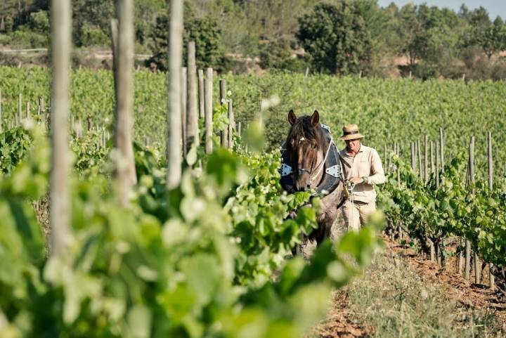 Viñedos con los que se elabora Turó d'en Mota. Foto: Recaredo.