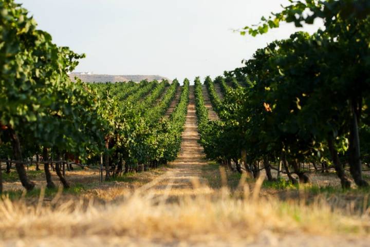 La selección de las uvas para el cava de paraje se hace en el viñedo. Foto: Codorníu.