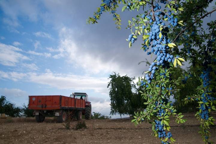 En pleno cultivo de endrinos.