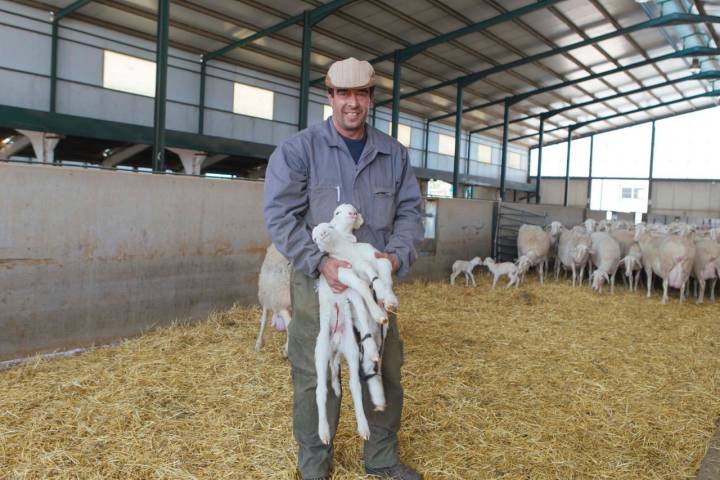 Ovejas y pastor