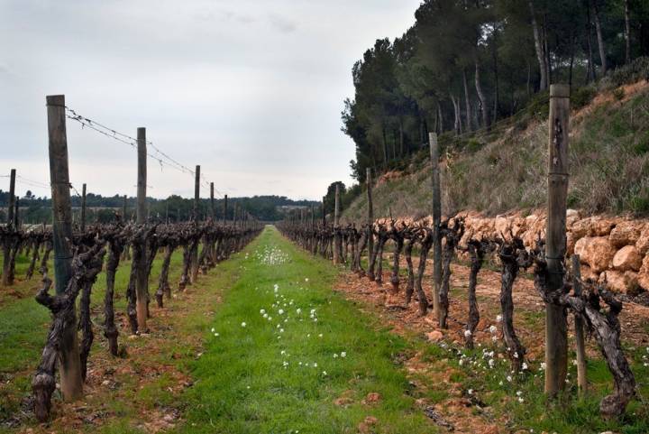 Viñedos de Cavas Recaredo.