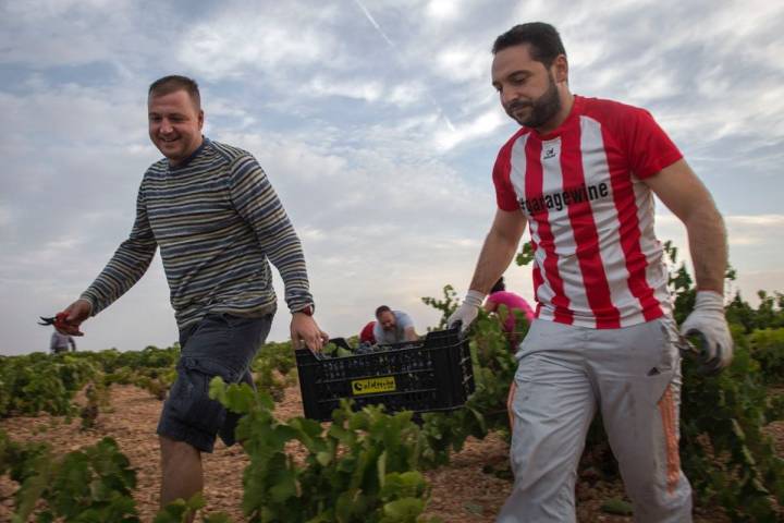 El ritmo es pausado, sin órdenes de capataces ni rugidos de cosechadoras.