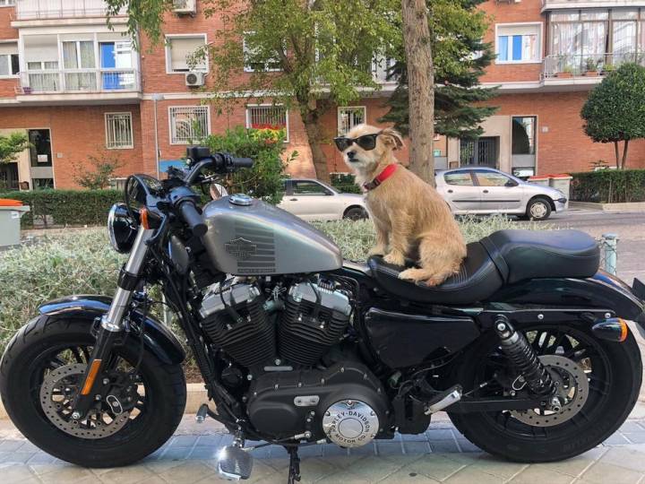 La Harley Davidson se ha convertido en protagonista tanto como ellos. Foto: @pacoyamigos.