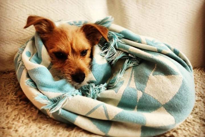 Ante todo, calma y paciencia. Tu mascota también necesita descansar. Foto: @pacoyamigos.