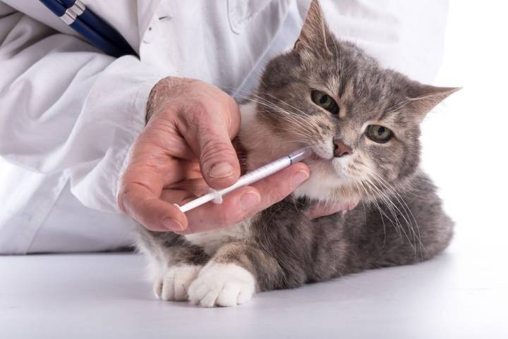 Podemos administrarle infusiones de valeriana y pasiflora con una jeringuilla. Foto: shutterstock