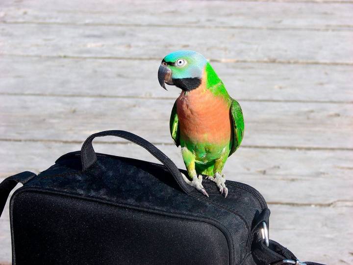 Las aves se estresan muchísimo en los viajes. Foto: shutterstock.