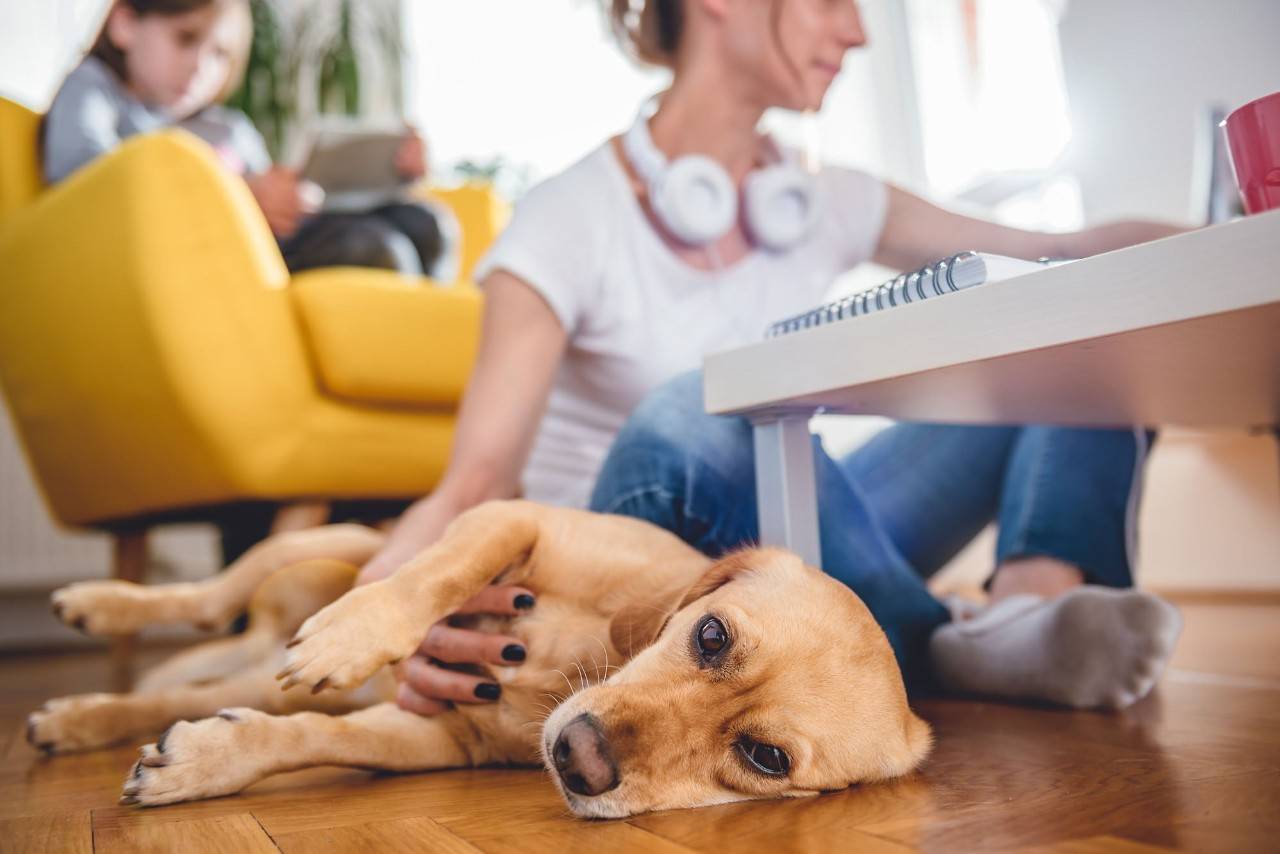 Qué hacer con tu perro en casa