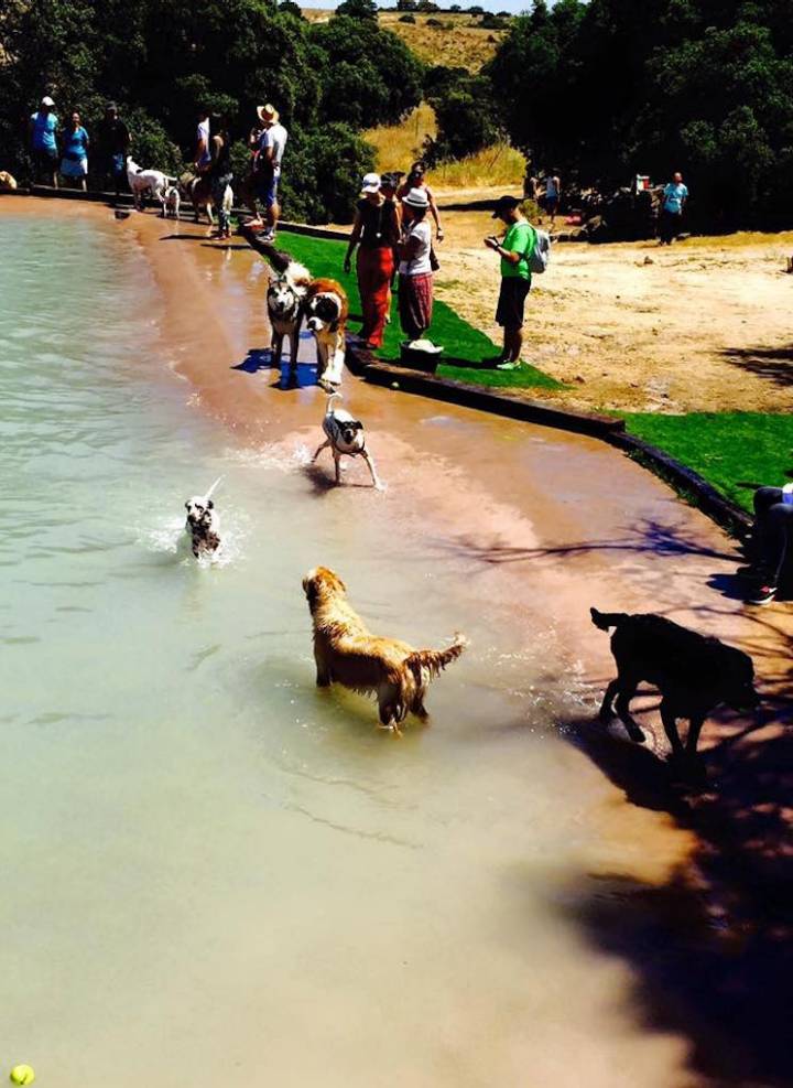 Aquí nadie pasa calor. Foto: Campus perruno.