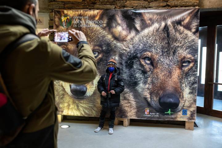 "Si el lobo existe hoy en la Península Ibérica es gracias a la labor de Félix Rodríguez de la Fuente".