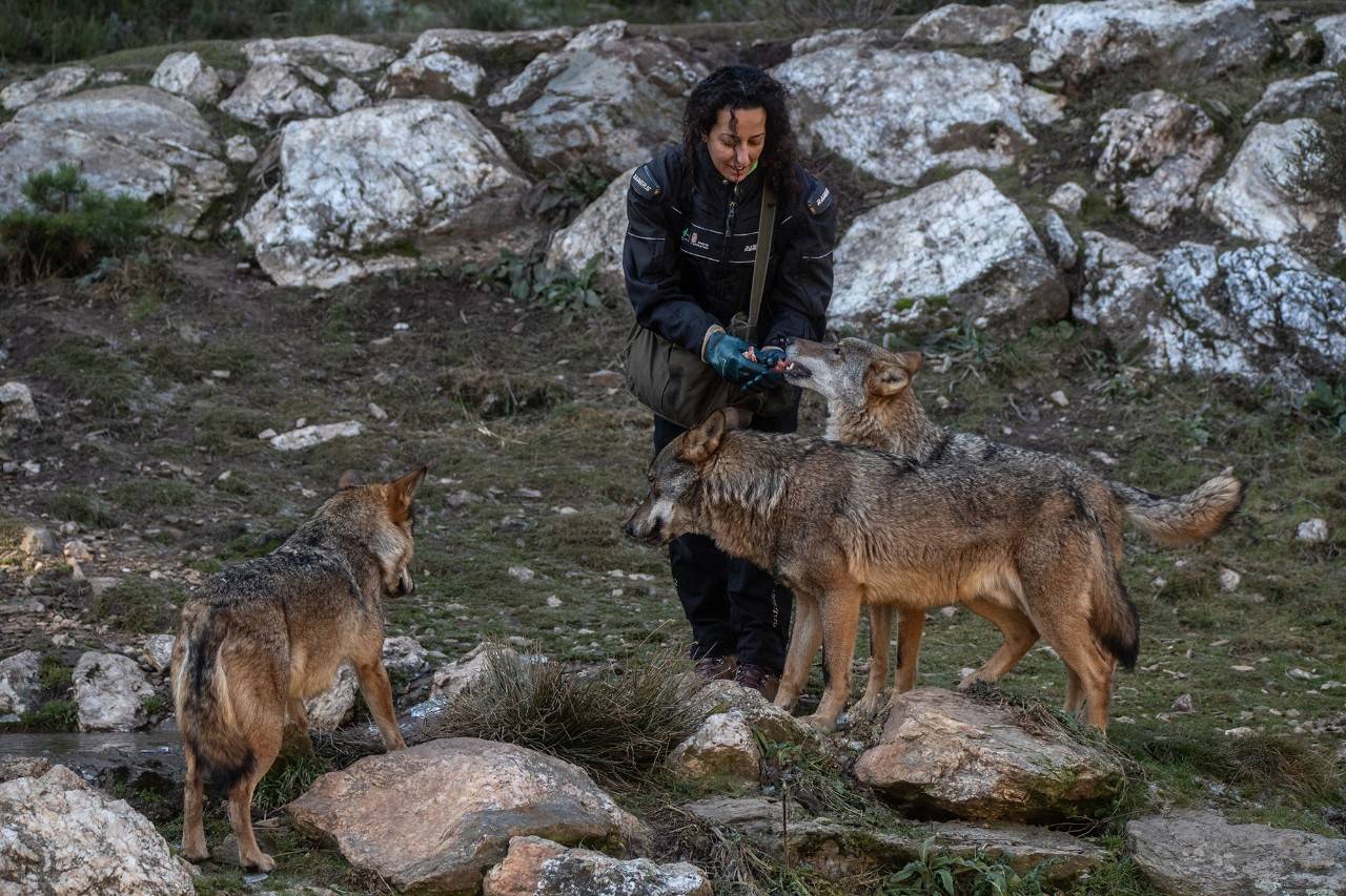 Cuando el lobo no es el malo del cuento