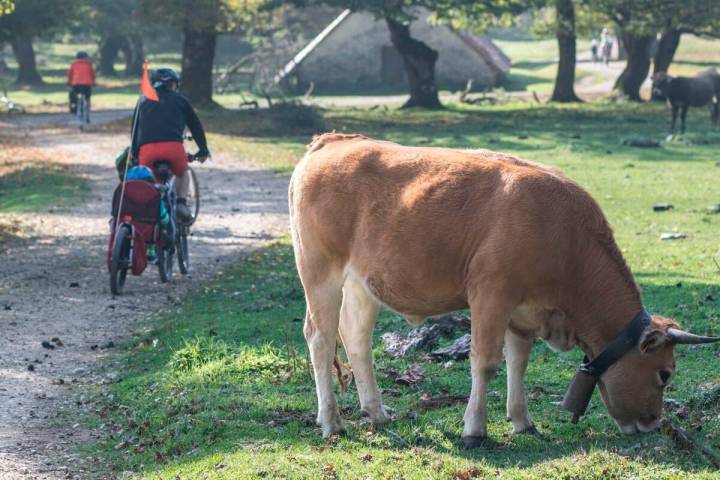 Urbasa: El entorno es perfecto para los peques. Foto: Pekebikers