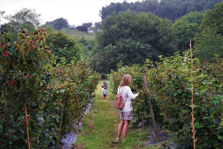 En verano acuden más de 9.000 personas a visitar la finca.