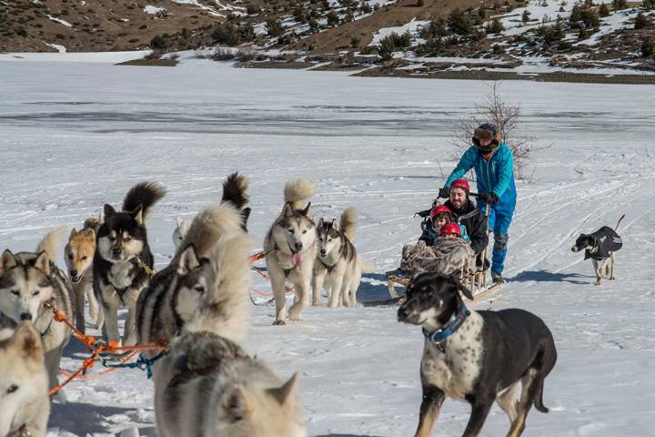 Los animales son entrenados desde pequeños para poder tirar del trineo.