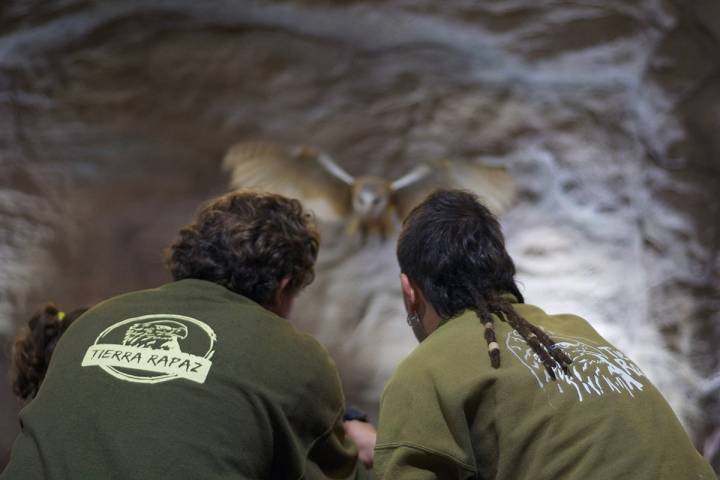 En 'La gruta de los búhos' se realiza otra exhibición con las rapaces nocturnas.