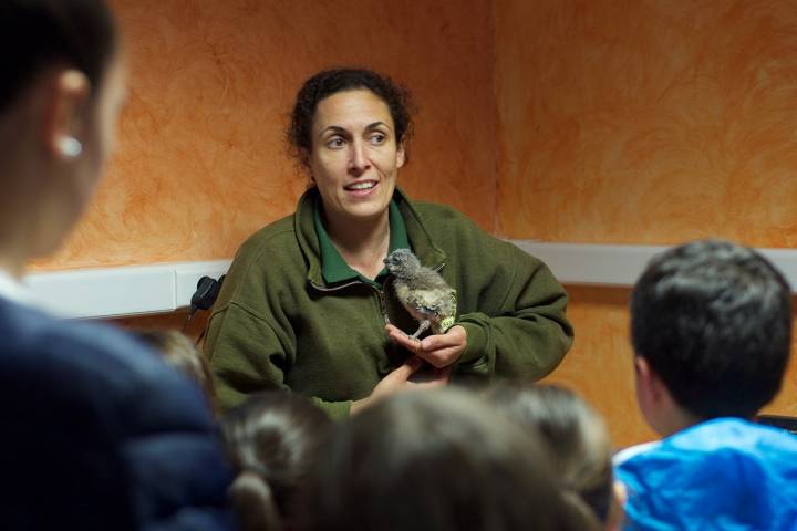 La presentación de los polluelos también enamora a los niños.