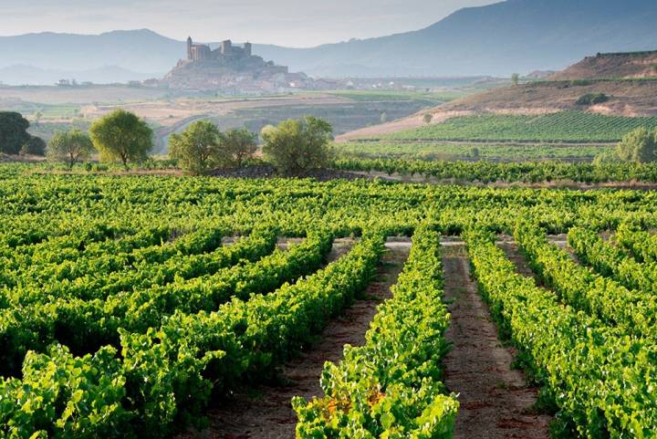 El paisaje de viñedos que ha enamorado al mago. Foto: shutterstock.