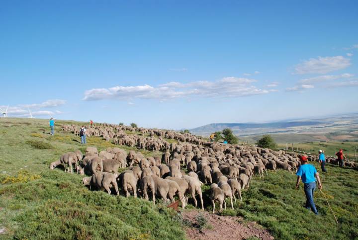 Pastores y turistas practican la trashumancia por las Tierras Altas de Soria. Foto: Soria Vacaciones.