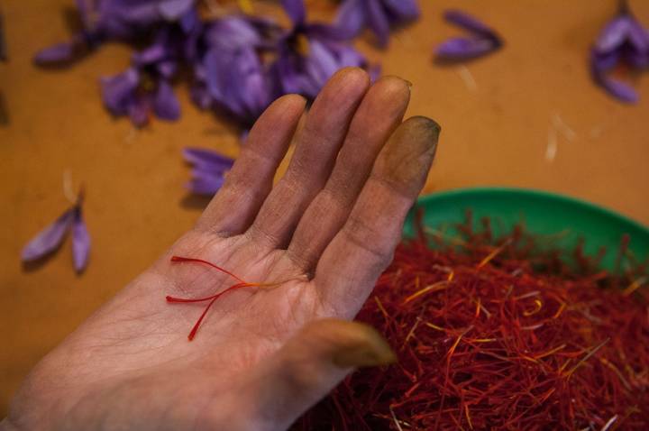 Tres estigmas del pistilo es lo que queda de este producto 'gourmet' tras la monda.